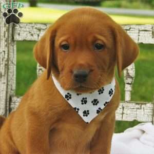 Chipotle, Fox Red Labrador Retriever Puppy